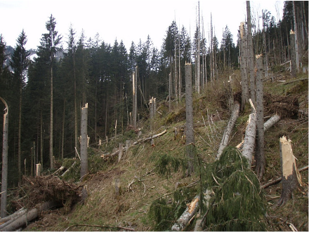 Le foehn provoque régulièrement d'importants dégâts forestiers sur le versant nord des Alpes. Ici, dans la région de Lauterbrunnen, la force du foehn a provoqué des bris de cimes, qui nécessitent des vitesses de vent plus élevées que les chablis (arbres renversés ou déracinés