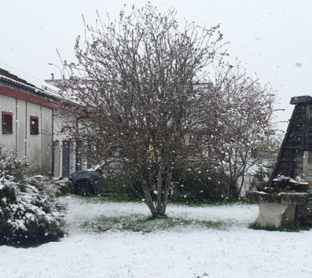 Photo d'un arbre sous la neige.