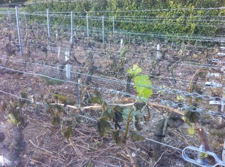 Dégâts dus au gel dans le vignoble sierrois le 20 avril 2017