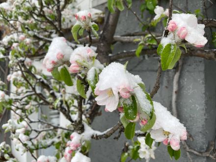 Neige fraîche le 17.04.2024 sur des fleurs, région du Rigi