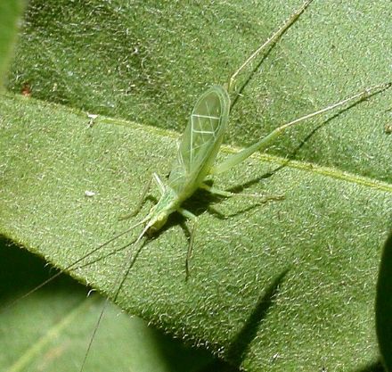 Oecanthus fultoni, probablement le "grillon à thermomètre" original