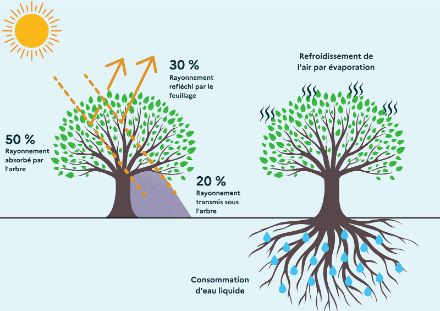 Illustration de l’effet de la végétation sur le rayonnement solaire et sur la température de l’air. 