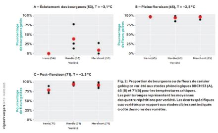  Proportion de bourgeons ou de fleurs gelés de divers variétés de cerisier, à divers stades de développement