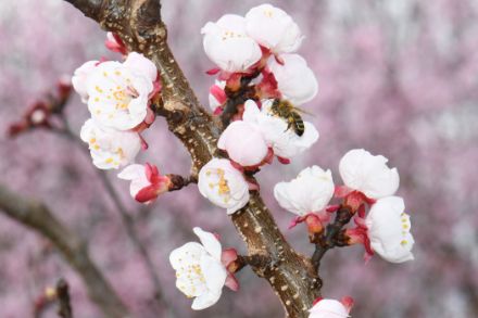 Les abricotiers ont fleuri dès la première quinzaine de mars (Photo : Regula Gehrig)