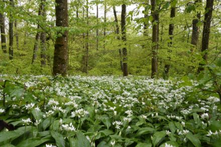 Forêt de hêtres avec de l'ail des ours en fleur en avril. (Photo : Regula Gehrig)