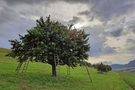 Cerisier avec échelles adossées sur une prairie verte et devant un ciel nuageux.