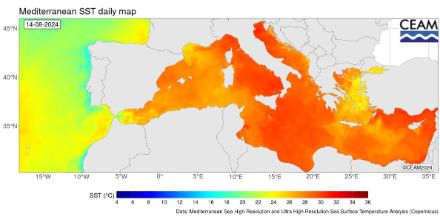 Température de surface de la mer mesurée par satellite le 11 août 2024. 