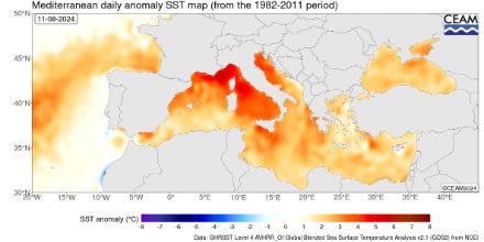 Anomalie de la température de surface de la mer mesurée par satellite le 11 août 2024 par rapport à la période de référence 1982-2011. 