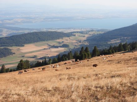 Illustration 2 : Pâturages asséchés sur le Chasseral en août 2022.