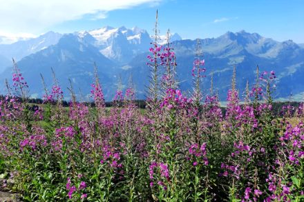 Prairie fleurie avec les montagnes en arrière-plan.
