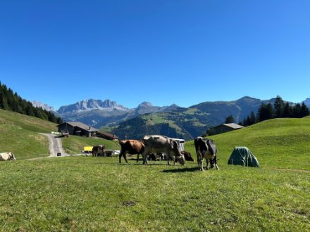 Photo de vaches sur un alpage.