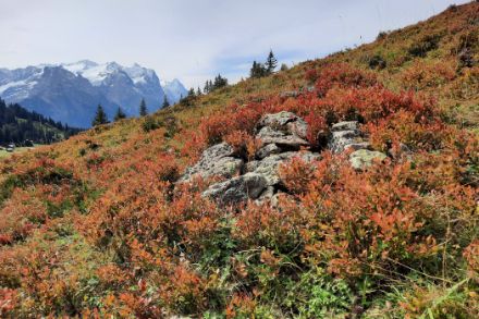 Figure 6. En montagne, les couleurs automnales font lentement leur apparition avec la coloration des myrtilles (photo du 21 septembre à Hasliberg).  