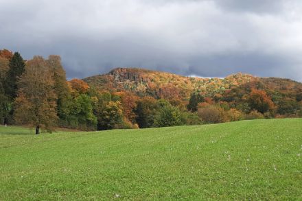 Forêt d'automne colorée avec une prairie verte au premier plan.