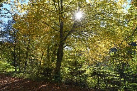 Les charmes arborent des couleurs d'automne jaune vif.