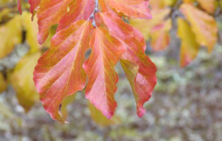 Feuilles d''"Hêtre de Perse" en automne (Photo : Didier Ulrich)
