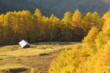 Forêt de mélèzes depuis Thyon (Photo : Didier Ulrich)