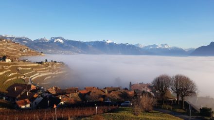 Rivaz, crowdsourcing MétéoSuisse (2022)