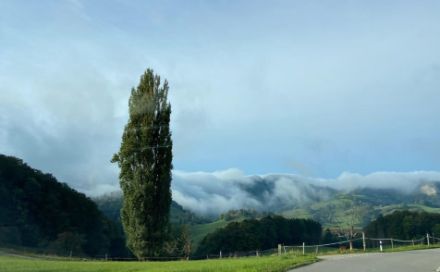 En arrière-plan, des bancs de brouillard enveloppent les sommets et les flancs de la colline. Si vous vous trouvez dans cette zone, on dira que vous êtes dans le brouillard, car les nuages sont en contact avec le sol et la visibilité est certainement inférieure à 1 km. Photo d'Eptingen (canton de Bâle-Campagne). 