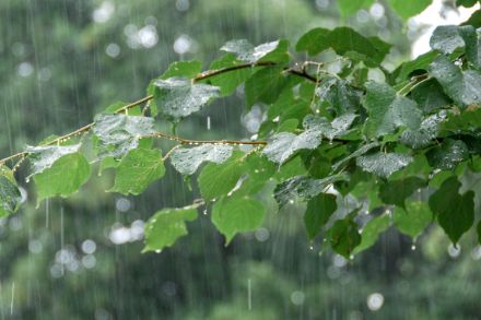 Des pluies particulièrement intenses ont marqué cette année