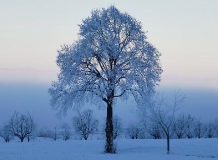 Photo de givre mou sur les arbres à la limite supérieure du brouillard à Schongau (LU) le vendredi 27 décembre 2024.