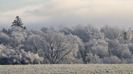 Photo de givre dans la région de Vuiteboeuf.
