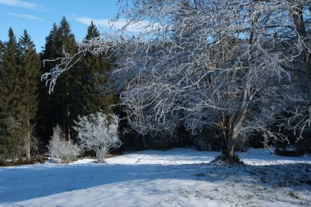 Forêt avec une prairie enneigée et un arbre couvert de givre.
