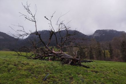 Photo d'un arbre déraciné le 9 janvier 2025 en raison du fort vent à Eschert dans le Jura bernois.
