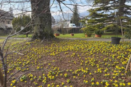 Figure 1. Les aconits d’hiver (Eranthis hyemalis) sont en fleurs à Orbe (VD). Ce n’est pas exceptionnel, car elles peuvent déjà fleurir en janvier, mais cela illustre l’absence d’air froid en cet hiver 2024/2025.