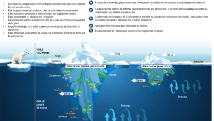 Crêtes de compression et leurs effets sur l'environnement. Source : https://www.sonnenseite.com/de/wissenschaft/deutlicher-rueckgang-von-presseisruecken-in-der-arktis/, traduit