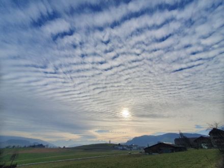 Fig 3 : bel exemple d'un altocumulus stratiformis (Grosshöchstetten le 16.02.2025 vers 15h00,  via plateforme d'observations participatives de notre app)
