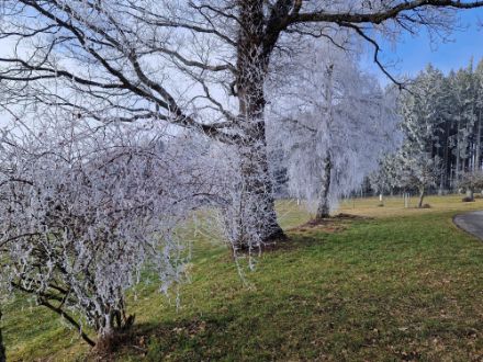 Fig 6 : du givre mou décorant magnifiquement les branches des arbres à Obershrot le 18.02.2025 après la dissipation d'un brouillard givrant.