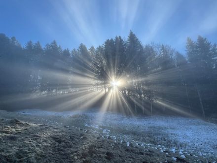 Fig 1 : magnifique exemple de rayons crépusculaires filtrant à travers une forêt de sapins à Semsales le 18.02.2025