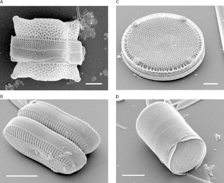 Diatomées vues aux microscope électronique.