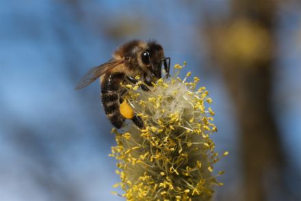 Une abeille sur une fleur de saule.