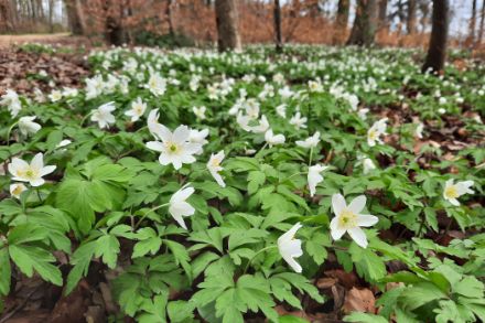 Fleurs blanches des anémones des bois sur le sol de la forêt.