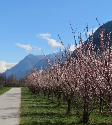 Abricotiers en fleurs le 17 mars 2025 près de Bramois en Valais. (Image : MétéoSuisse, D. Ulrich)