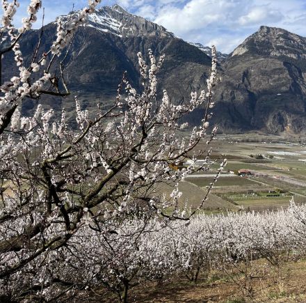 Abricotiers en fleur dans la région de Charrat (VS) le 23 mars 2025.