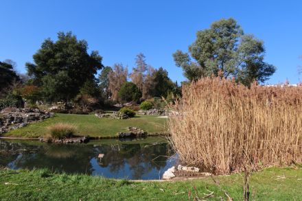 Ambiance très printanière le 4 mars 2025 au jardin botanique de Genève