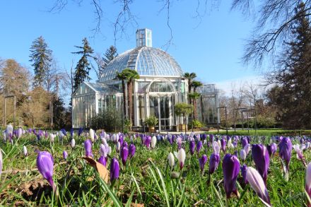 Parterre de croccus au jardin botanique de Genève le 4 mars 2025