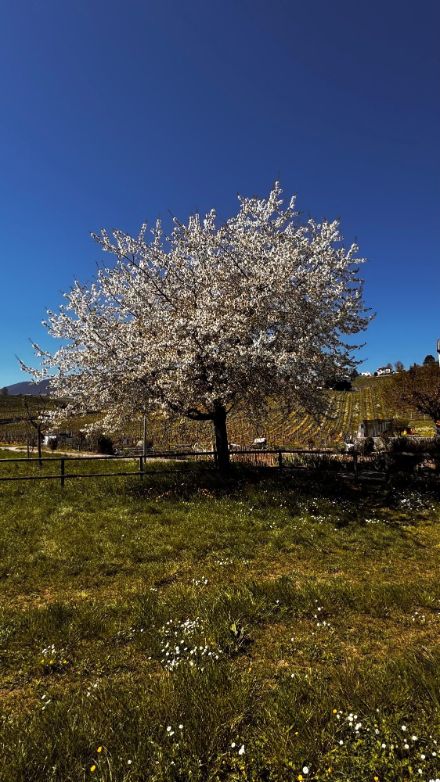 Cortaillod (NE), lundi 7 avril 2025, 14h