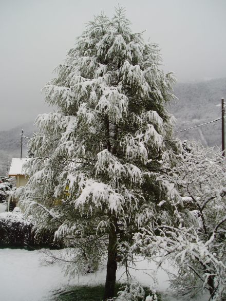 Photo d'un mélèze sous la neige le 17 avril 2005 à Bex.
