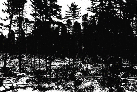 Dommages causés par la tempête de vent d’est les 31 janvier et 1er février 1902 dans les Vosges.