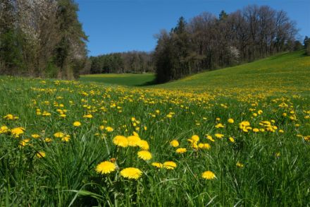 Prairie avec des dents-de-lion