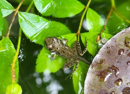 Jeune grenouille