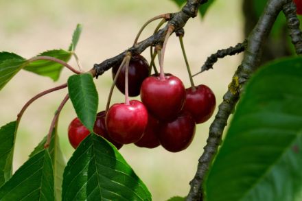Cerises rouges
