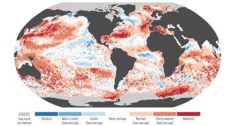 Figure 5. Anomalies et extrêmes de la température de surface de la mer pour juin 2025. Les catégories de couleur se réfèrent aux percentiles des distributions de température pour la période de référence 1991-2020. Les catégories extrêmes ("Coolest" (le plus froid) et "Warmest" (le plus chaud)) sont basées sur les classements pour la période 1979-2024. Les valeurs sont calculées uniquement pour les océans libres de glace. Les zones couvertes de banquises en juin 2025 sont indiquées en gris clair. 