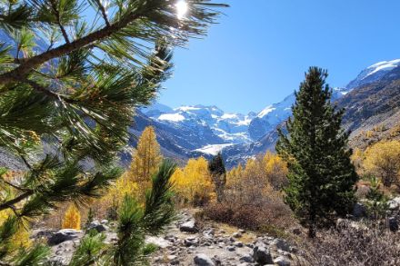 Mélèzes dorés dans les Grisons, ici à Pontresina