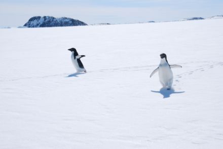Des manchots d’Adélie courant sur la banquise Antarctique.