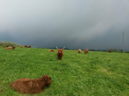 Photo de nuages sombres avec des vaches.