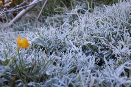 Photo avec de l'herbe recouverte de givre de Daniel Gerstgrasser